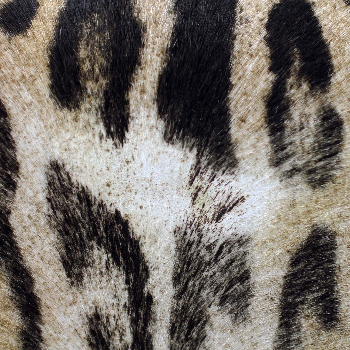 Saint Laurent Classic Medium Kate Tassel Satchel Leopard Print Calf Hair